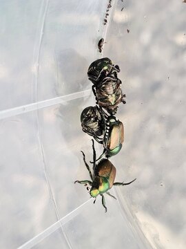 Japonski hrošč; vir fotografije: Š. Modic, KIS