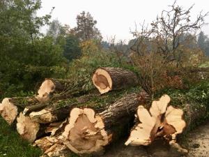 22140919_1781144298585523_4113195583366374696_n